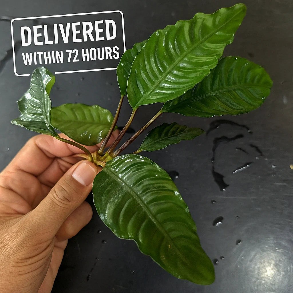 Anubias Barteri 'Coffeefolia'