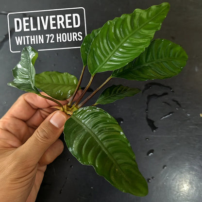 Anubias Barteri 'Coffeefolia'