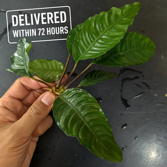 Anubias Barteri 'Coffeefolia'