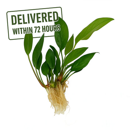 Anubias Frazeri [Large]