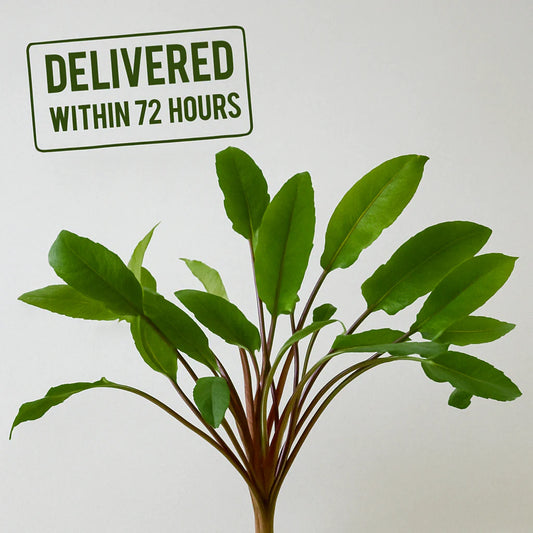 Cryptocoryne Wendtii 'Green'