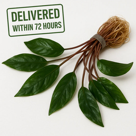 Cryptocoryne Wendtii 'Red'