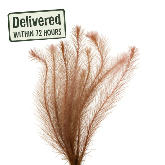 Rotala Wallichii [Whorly Rotala]