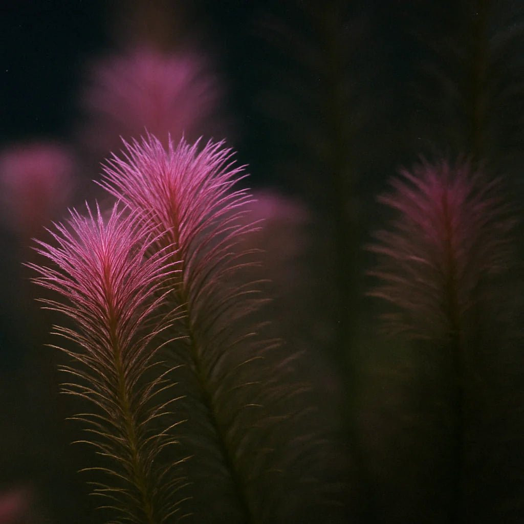 Rotala Wallichii [Whorly Rotala]