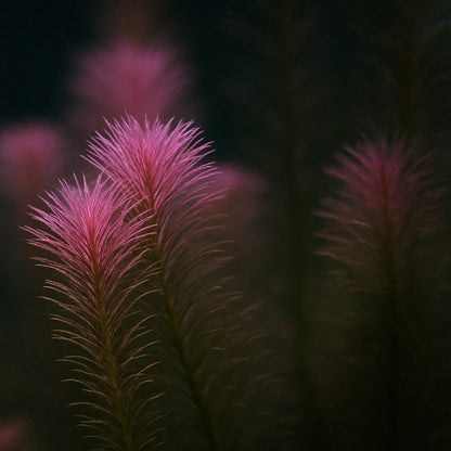 Rotala Wallichii [Whorly Rotala]