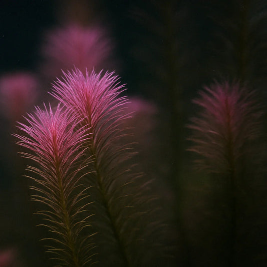 Rotala Wallichii [Whorly Rotala]