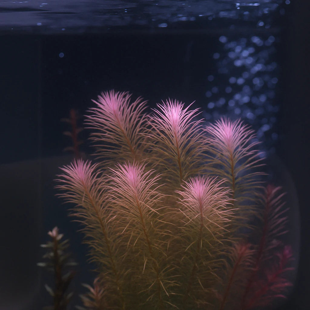 Rotala Wallichii [Whorly Rotala]