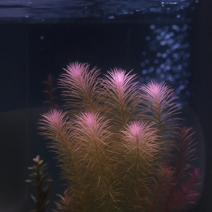 Rotala Wallichii [Whorly Rotala]