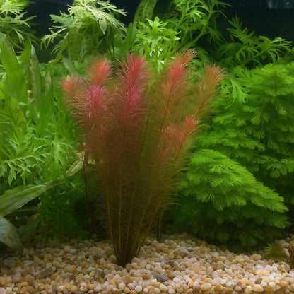 Rotala Wallichii [Whorly Rotala]