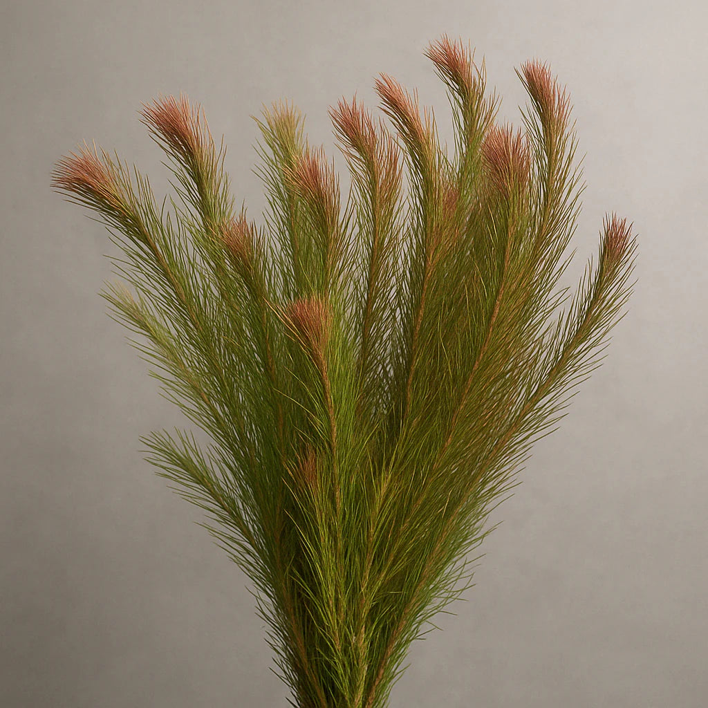 Rotala Wallichii [Whorly Rotala]