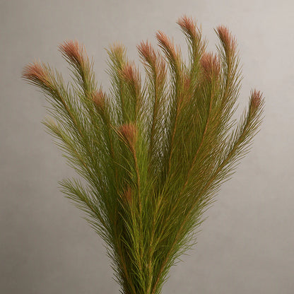 Rotala Wallichii [Whorly Rotala]