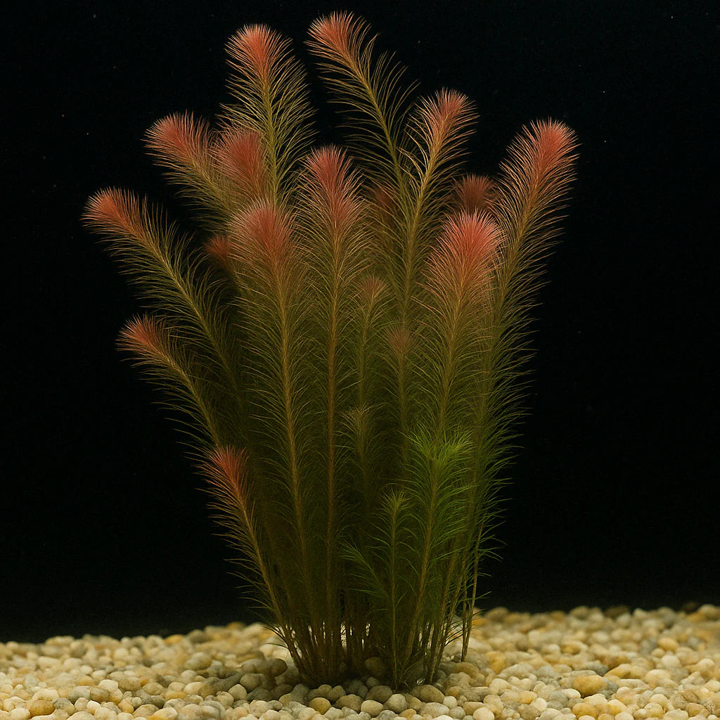Rotala Wallichii [Whorly Rotala]