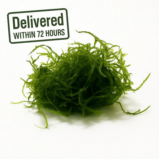 Java Moss [Vesicularia Dubyana]