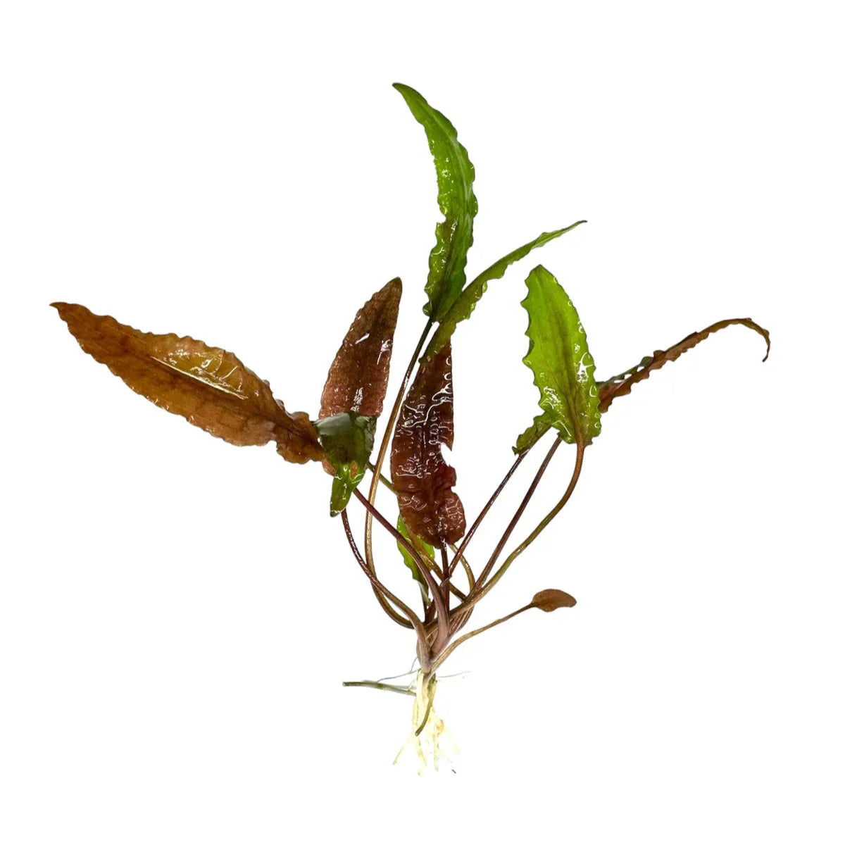 Cryptocoryne Wendtii 'Red'
