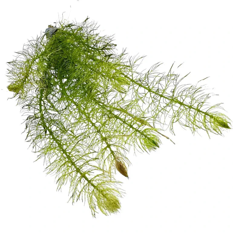 Myriophyllum Pinnatum