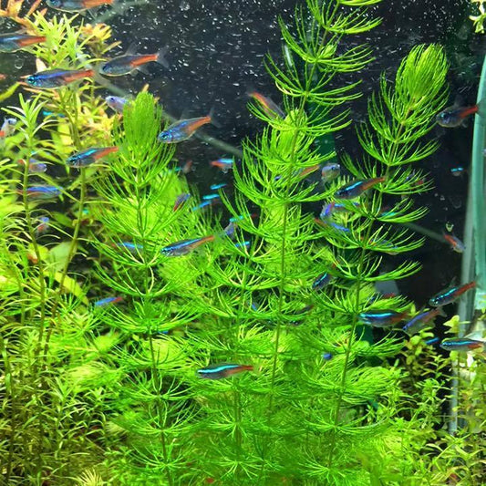 Hornwort-Coontail [Ceratophyllum Demersum]