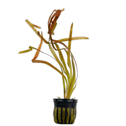 Jungle Val [Vallisneria Americana]