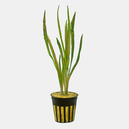 Jungle Val [Vallisneria Americana]