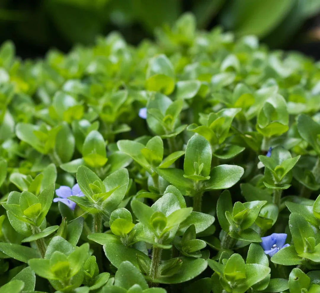 Bacopa Caroliniana