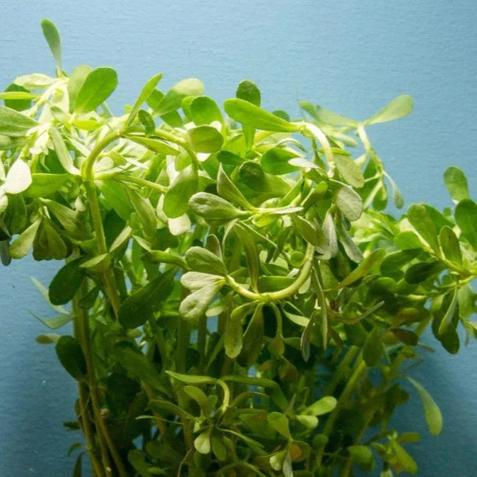 Brahmi-Bacopa Monnieri Moneywort