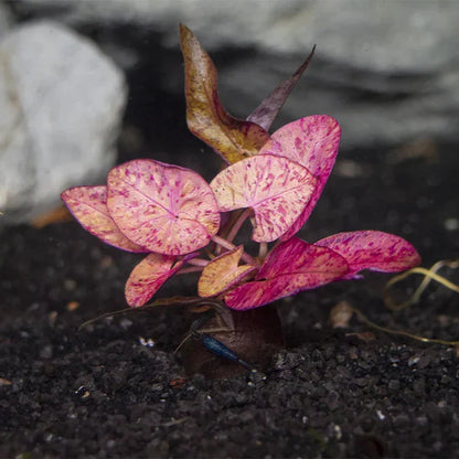 Tiger Lotus [Nymphaea Zenkeri]