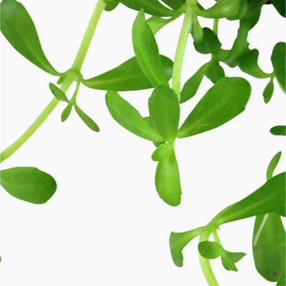 Brahmi-Bacopa Monnieri Moneywort