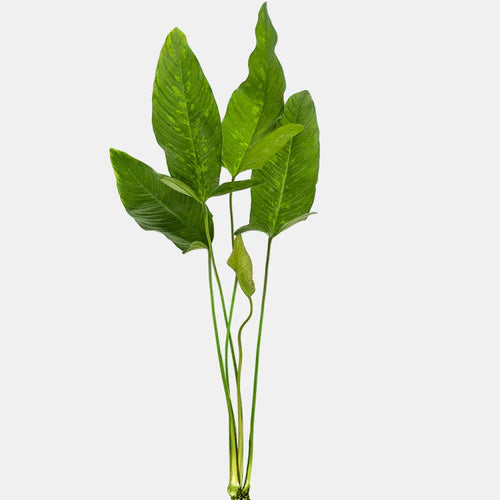 Anubias Hastifolia [X-Large]