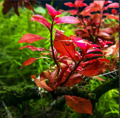 Ludwigia 'Dark Red'
