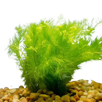 Myriophyllum Pinnatum