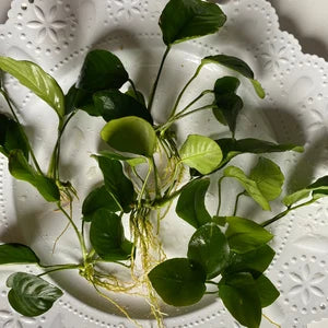 Anubias Hastifolia [X-Large]
