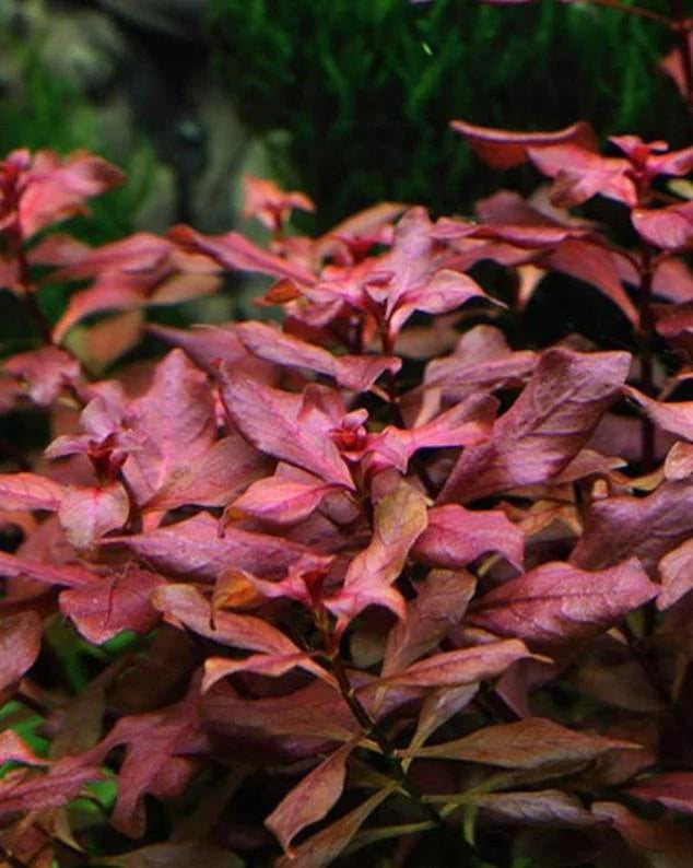 Ludwigia Super Red "Mini"