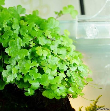 Hydrocotyle Tripartita sp. Japan