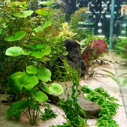 Pennywort [Hydrocotyle sp]