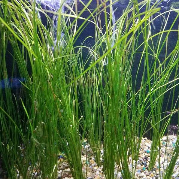 Jungle Val [Vallisneria Americana]