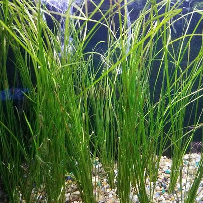 Jungle Val [Vallisneria Americana]