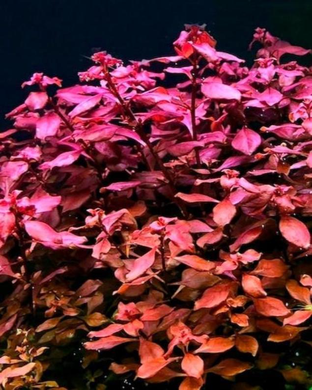 Ludwigia Super Red "Mini"