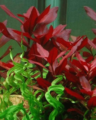 Ludwigia Super Red "Mini"
