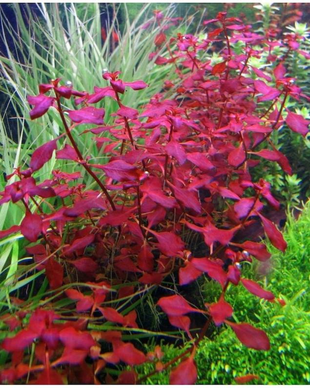 Ludwigia Super Red "Mini"