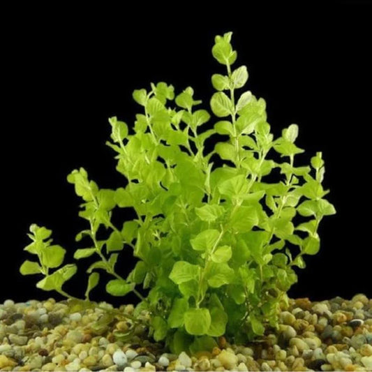 Golden Lloydiella-Golden Creeping Jenny [Lysimachia nummularia 'Aurea']