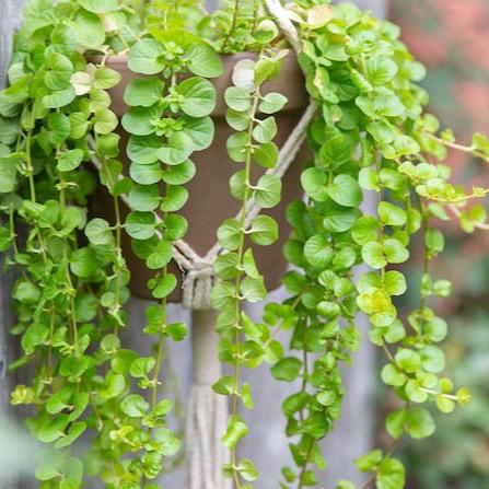 Golden Lloydiella-Golden Creeping Jenny [Lysimachia nummularia 'Aurea']
