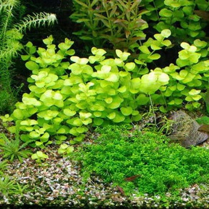 Golden Lloydiella-Golden Creeping Jenny [Lysimachia nummularia 'Aurea']