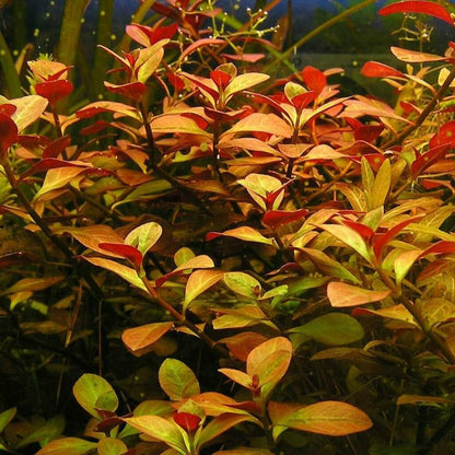 Ludwigia Repens