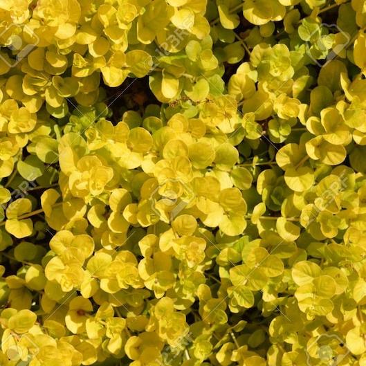 Golden Lloydiella-Golden Creeping Jenny [Lysimachia nummularia 'Aurea']