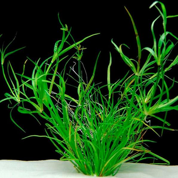 Juncus Repens