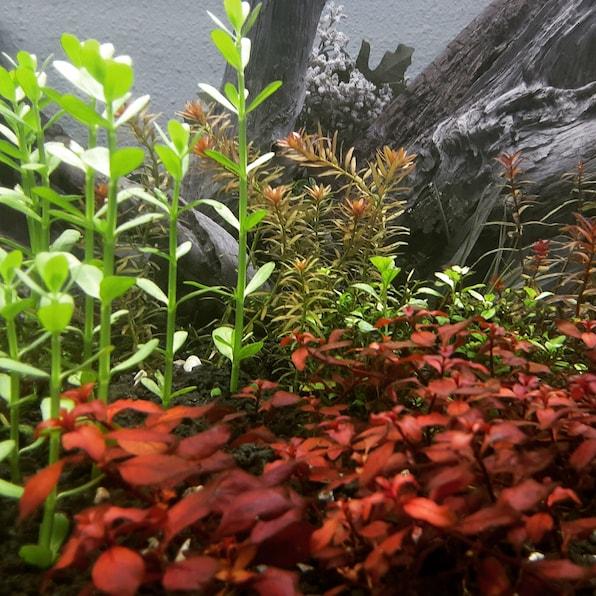 Brahmi-Bacopa Monnieri Moneywort