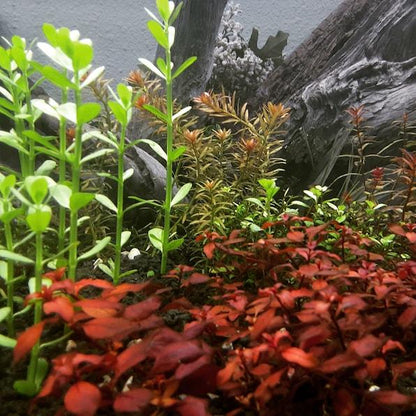 Brahmi-Bacopa Monnieri Moneywort