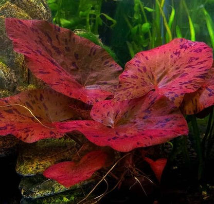 Tiger Lotus [Nymphaea Zenkeri]