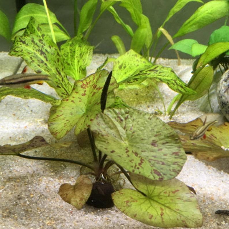 Tiger Lotus [Nymphaea Zenkeri]