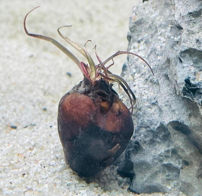 Dwarf Aquarium Lily [Nymphaea Stellata]