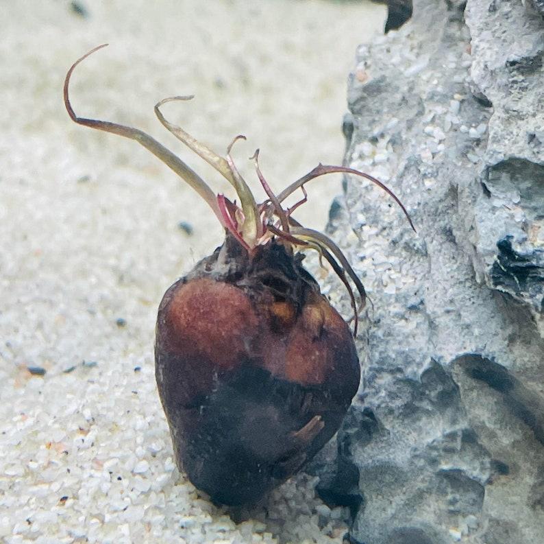 Tiger Lotus [Nymphaea Zenkeri]